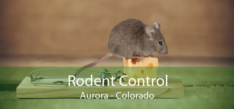 Rodent Control Aurora - Colorado
