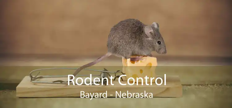 Rodent Control Bayard - Nebraska