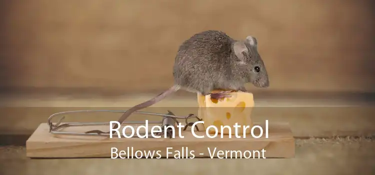 Rodent Control Bellows Falls - Vermont