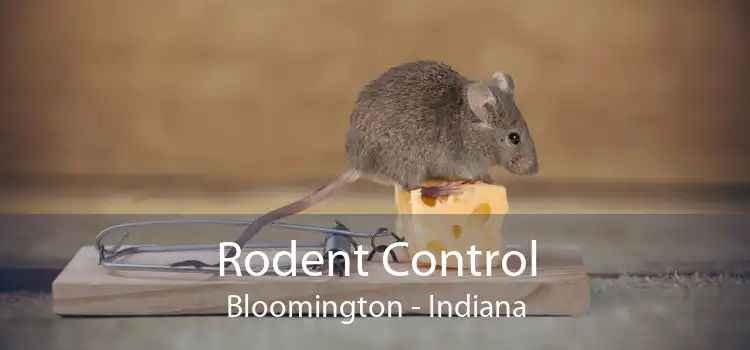 Rodent Control Bloomington - Indiana
