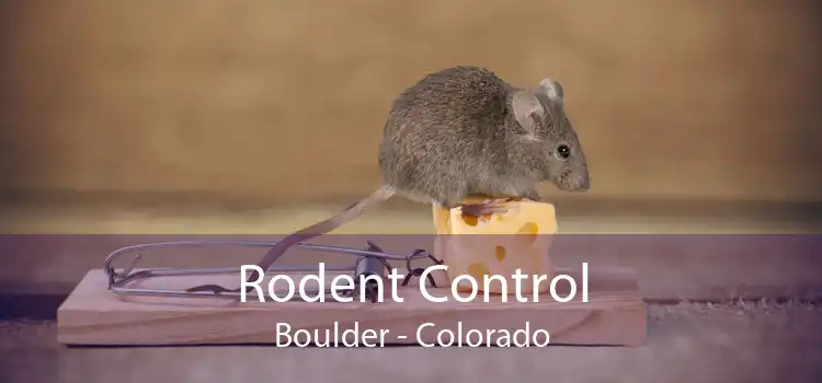 Rodent Control Boulder - Colorado