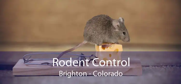 Rodent Control Brighton - Colorado