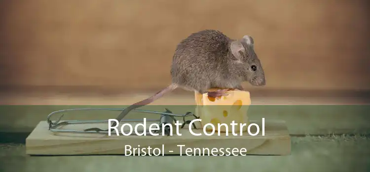 Rodent Control Bristol - Tennessee