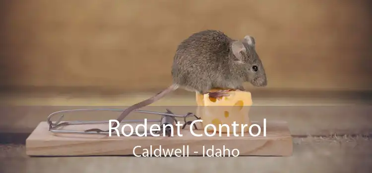 Rodent Control Caldwell - Idaho