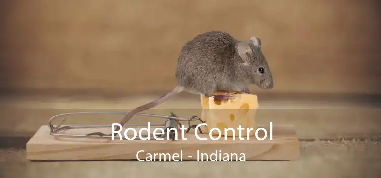 Rodent Control Carmel - Indiana