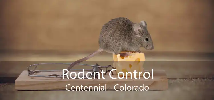 Rodent Control Centennial - Colorado