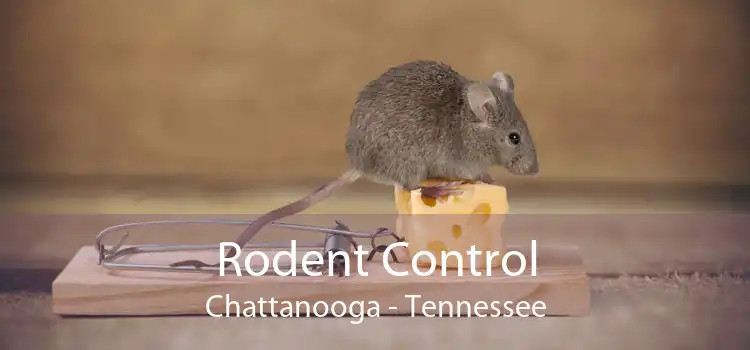Rodent Control Chattanooga - Tennessee