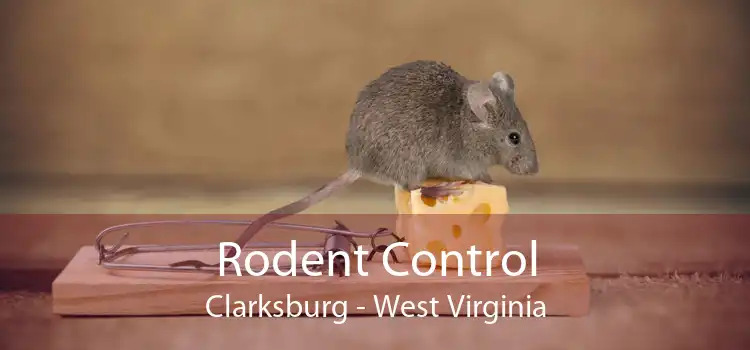 Rodent Control Clarksburg - West Virginia