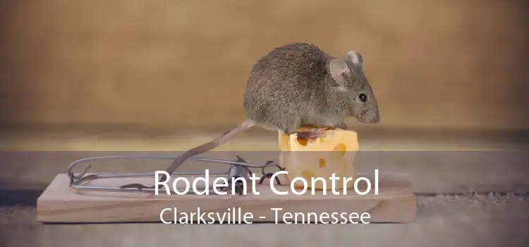 Rodent Control Clarksville - Tennessee