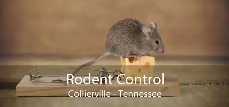 Rodent Control Collierville - Tennessee