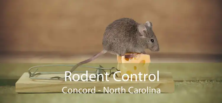 Rodent Control Concord - North Carolina