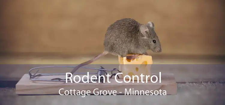 Rodent Control Cottage Grove - Minnesota