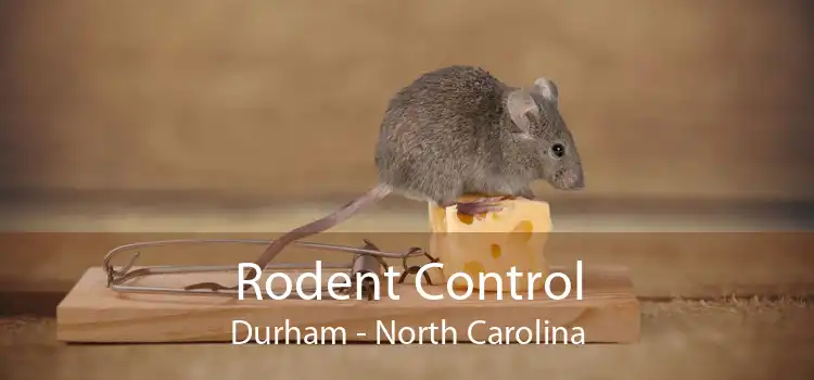 Rodent Control Durham - North Carolina