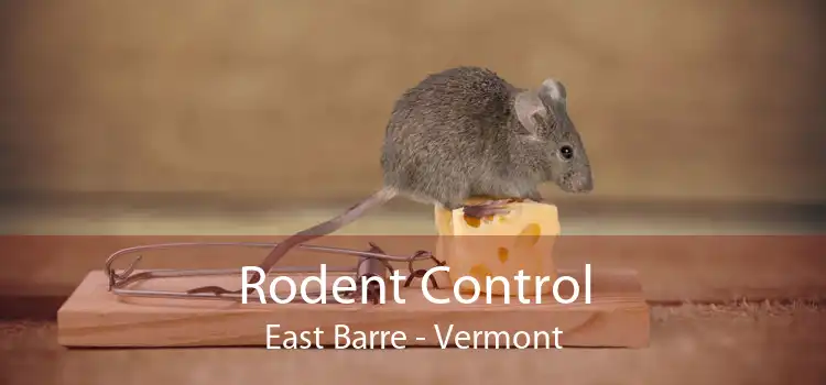 Rodent Control East Barre - Vermont