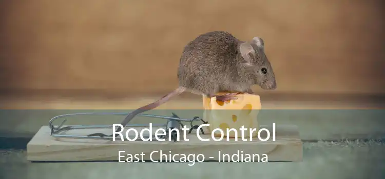 Rodent Control East Chicago - Indiana
