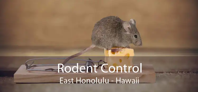 Rodent Control East Honolulu - Hawaii