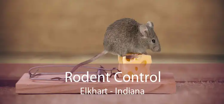 Rodent Control Elkhart - Indiana