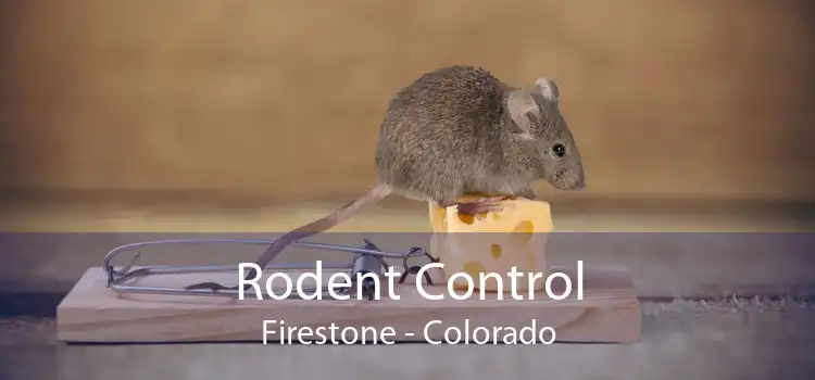 Rodent Control Firestone - Colorado