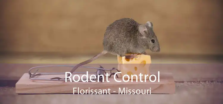 Rodent Control Florissant - Missouri