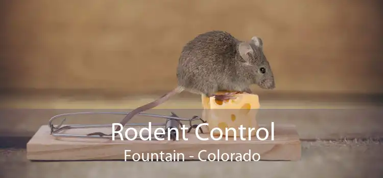 Rodent Control Fountain - Colorado
