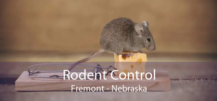 Rodent Control Fremont - Nebraska