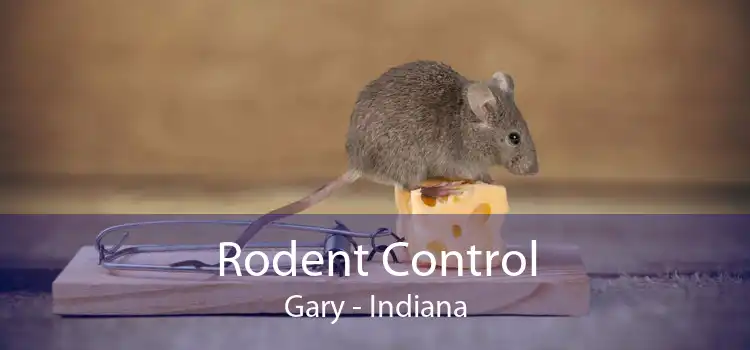 Rodent Control Gary - Indiana