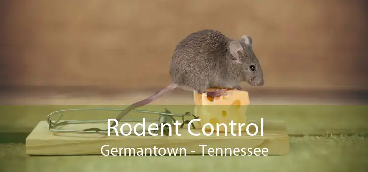 Rodent Control Germantown - Tennessee