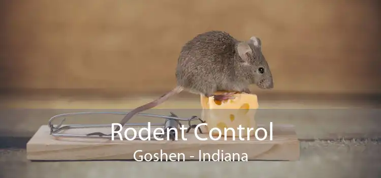Rodent Control Goshen - Indiana