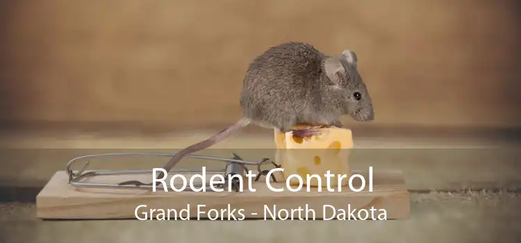 Rodent Control Grand Forks - North Dakota
