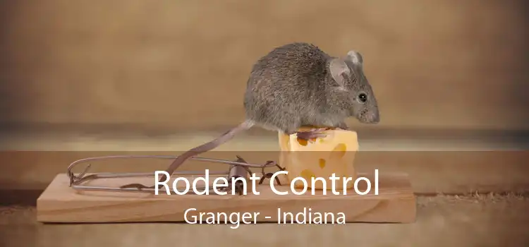 Rodent Control Granger - Indiana