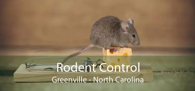 Rodent Control Greenville - North Carolina
