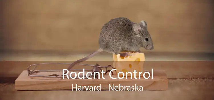 Rodent Control Harvard - Nebraska