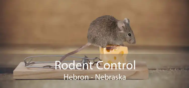 Rodent Control Hebron - Nebraska