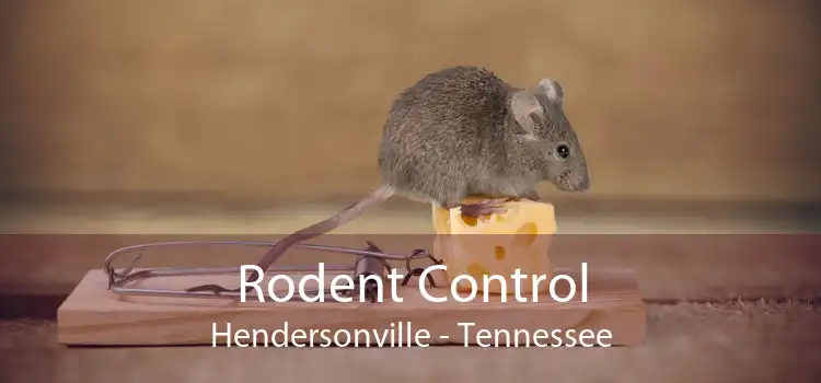 Rodent Control Hendersonville - Tennessee