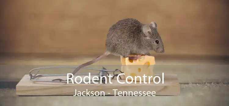 Rodent Control Jackson - Tennessee