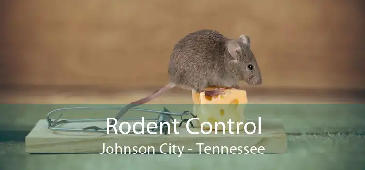 Rodent Control Johnson City - Tennessee