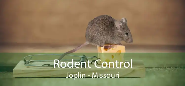 Rodent Control Joplin - Missouri