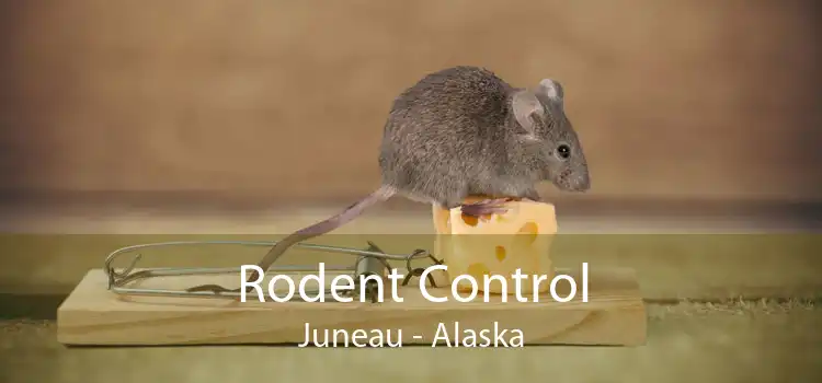 Rodent Control Juneau - Alaska