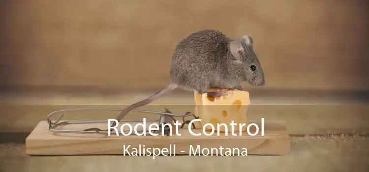 Rodent Control Kalispell - Montana