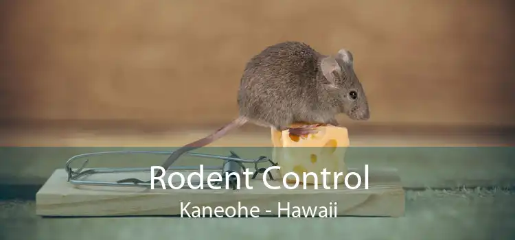 Rodent Control Kaneohe - Hawaii