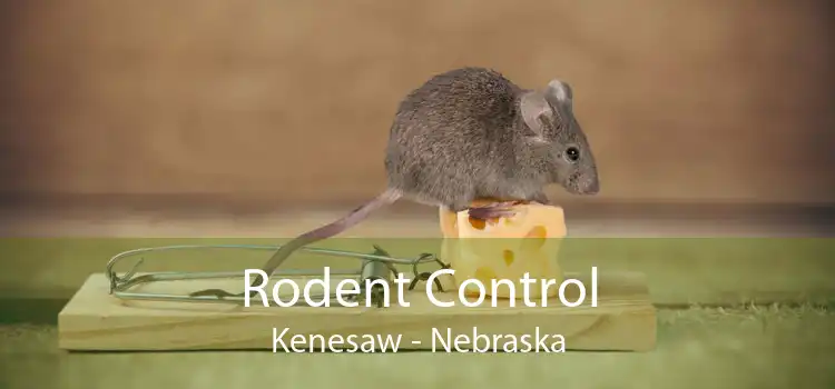 Rodent Control Kenesaw - Nebraska