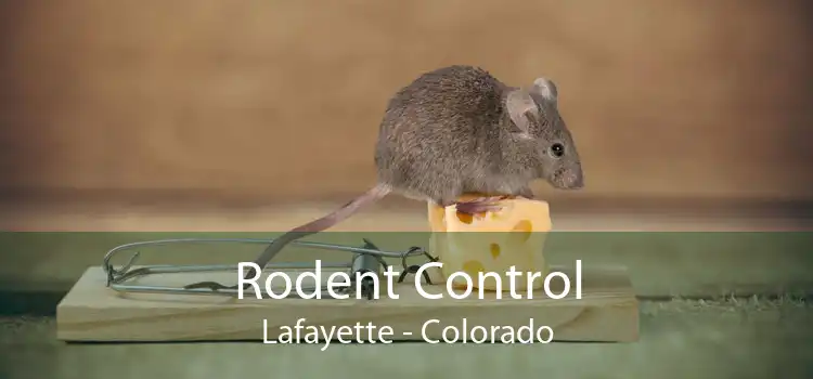 Rodent Control Lafayette - Colorado