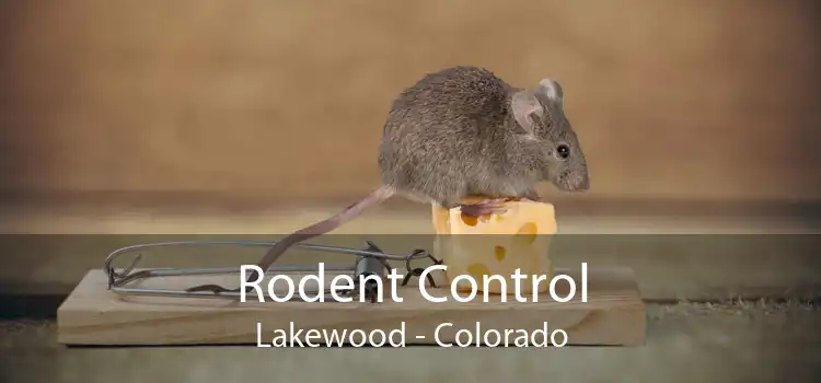 Rodent Control Lakewood - Colorado