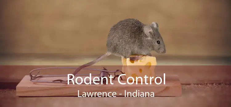 Rodent Control Lawrence - Indiana