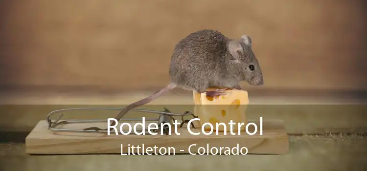 Rodent Control Littleton - Colorado