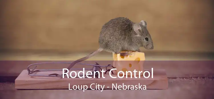 Rodent Control Loup City - Nebraska