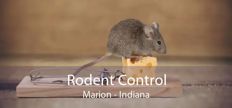Rodent Control Marion - Indiana