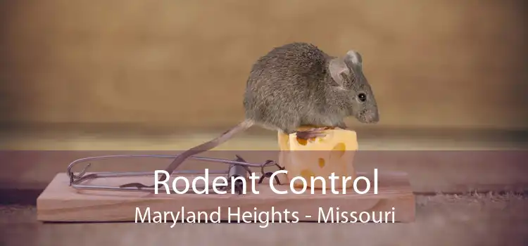 Rodent Control Maryland Heights - Missouri