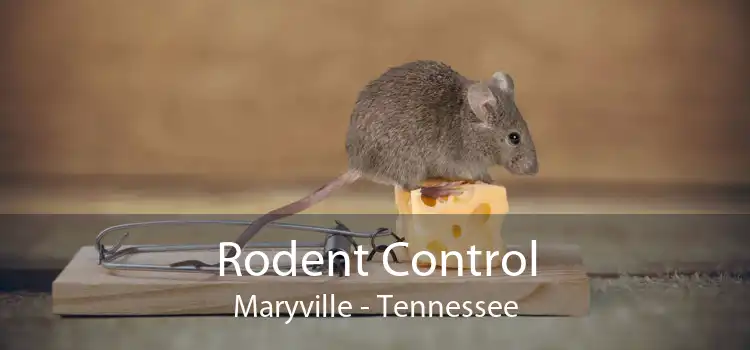 Rodent Control Maryville - Tennessee
