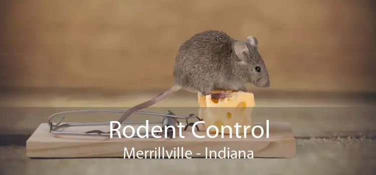Rodent Control Merrillville - Indiana